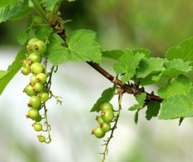Immature gooseberry Stock Photo 06
