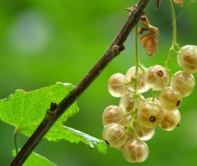 Immature gooseberry Stock Photo 07