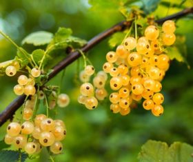 Immature gooseberry Stock Photo 08