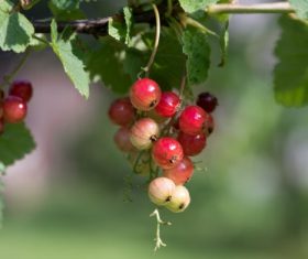 Immature gooseberry Stock Photo 09