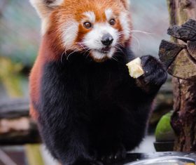 Little panda eating food Stock Photo 01