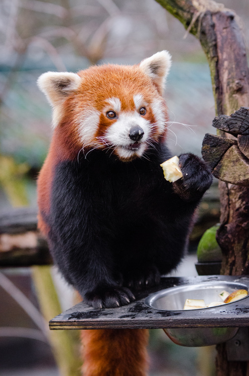Little panda eating food Stock Photo 01