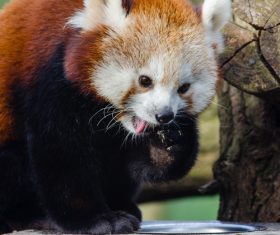 Little panda eating food Stock Photo 02