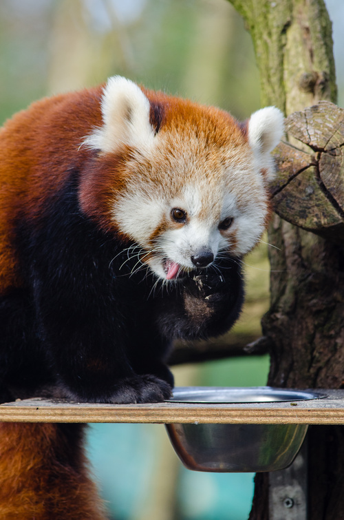 Little panda eating food Stock Photo 02