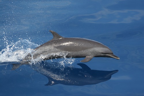 Lively and lovely dolphin Stock Photo 02