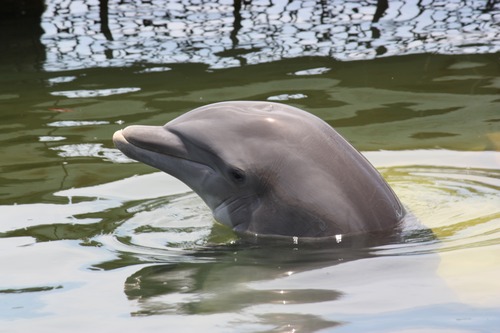 Lively and lovely dolphin Stock Photo 05