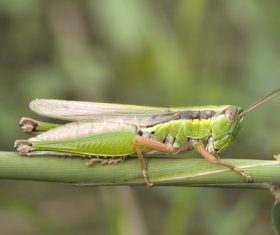 Macro photography Acrida Stock Photo 01