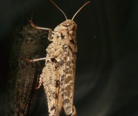 Macro photography Acrida Stock Photo 02