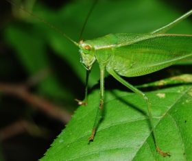 Macro photography Acrida Stock Photo 03