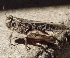 Macro photography Acrida Stock Photo 04
