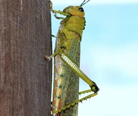 Macro photography Acrida Stock Photo 05