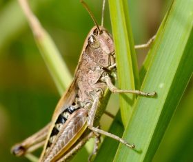 Macro photography Acrida Stock Photo 06