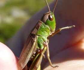 Macro photography Acrida Stock Photo 07