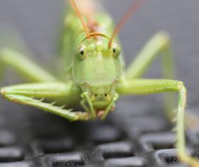 Macro photography Acrida Stock Photo 08