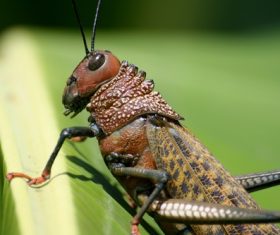 Macro photography Acrida Stock Photo 09