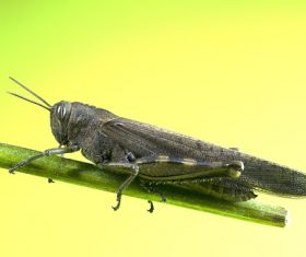 Macro photography Acrida Stock Photo 10