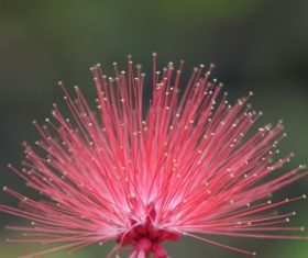 Macro photography Mimosa flower Stock Photo