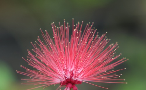 Macro photography Mimosa flower Stock Photo