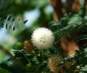 Mimosa flower Stock Photo 01