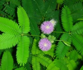 Mimosa flower Stock Photo 02