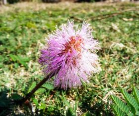 Mimosa flower Stock Photo 03