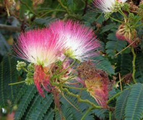 Mimosa flower Stock Photo 04