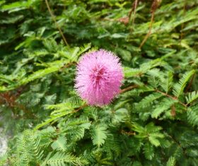 Mimosa flower Stock Photo 05