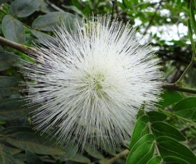 Mimosa flower Stock Photo 06