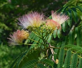 Mimosa flower Stock Photo 07