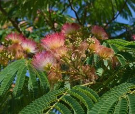 Mimosa flower Stock Photo 08