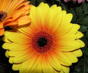 Multi-colored gerbera Stock Photo 01