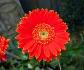 Multi-colored gerbera Stock Photo 02