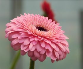 Multi-colored gerbera Stock Photo 03