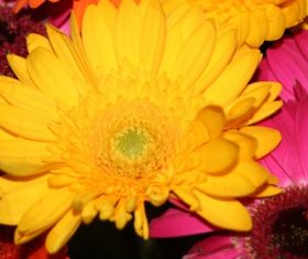 Multi-colored gerbera Stock Photo 04