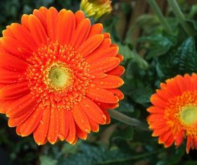 Multi-colored gerbera Stock Photo 05