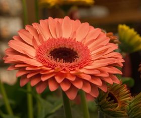 Multi-colored gerbera Stock Photo 06