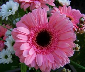 Multi-colored gerbera Stock Photo 08