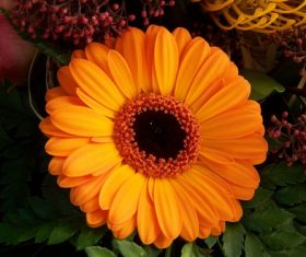 Multi-colored gerbera Stock Photo 09