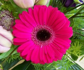 Multi-colored gerbera Stock Photo 10
