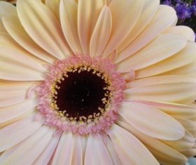 Multi-colored gerbera Stock Photo 11