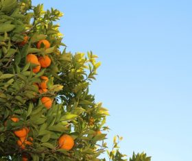 Orange tree Stock Photo 02