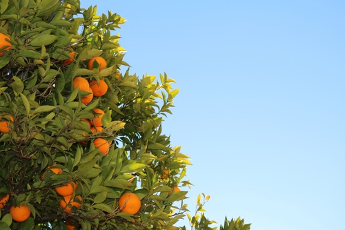 Orange tree Stock Photo 02