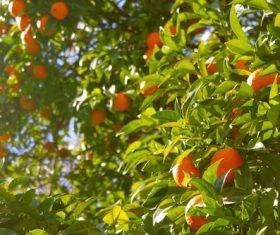Orange tree Stock Photo 03