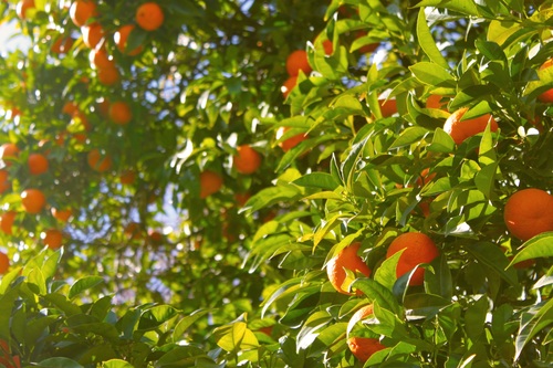 Orange tree Stock Photo 03