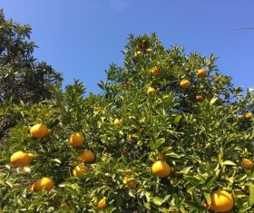 Orange tree Stock Photo 04