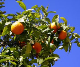 Orange tree Stock Photo 05