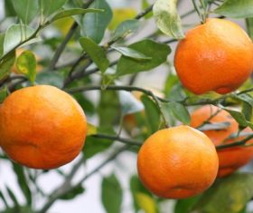 Orange tree Stock Photo 06