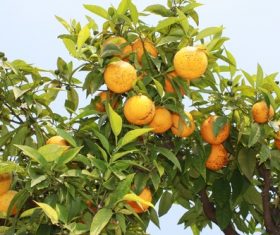 Orange tree Stock Photo 07