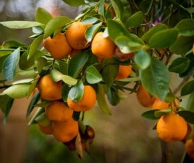 Orange tree Stock Photo 08