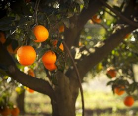 Orange tree Stock Photo 09